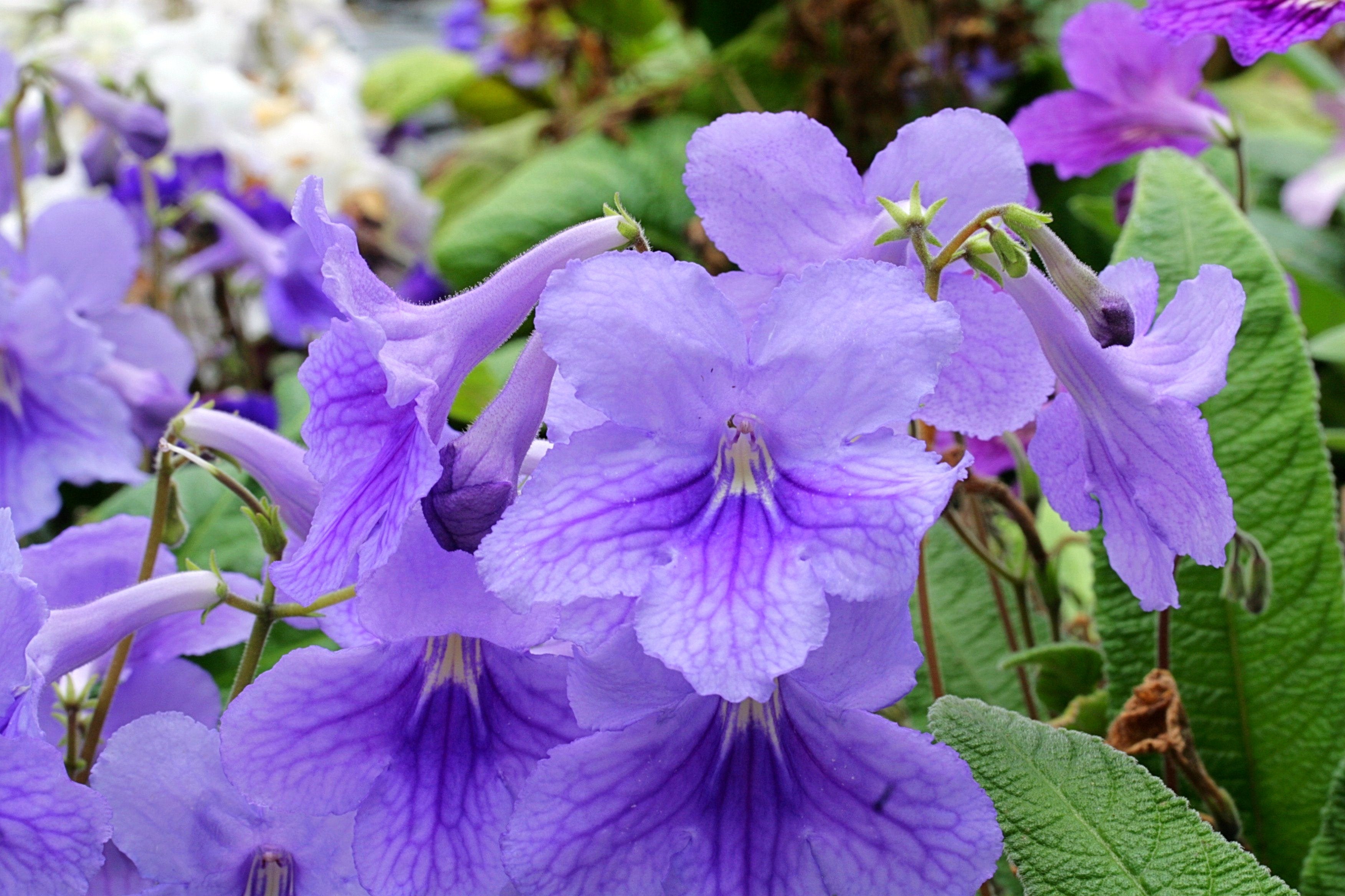 Streptocarpus Daphne – Dibleys