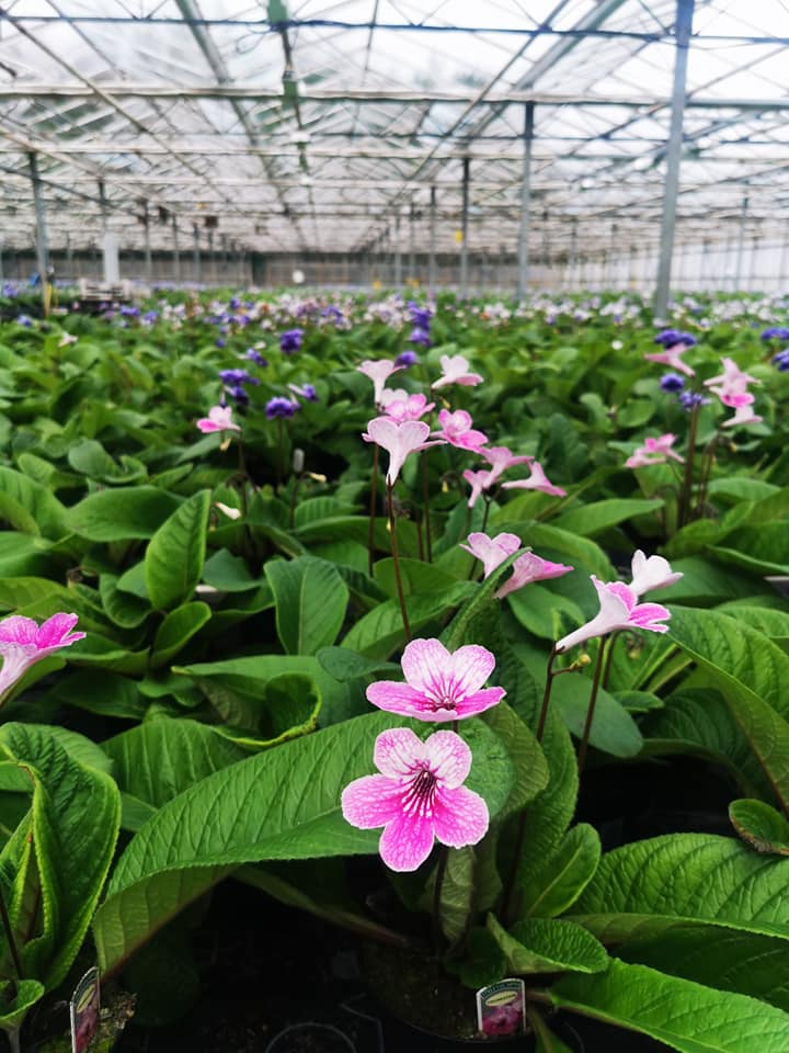 Nursery / Plant Collection Open Day - Saturday 12 April 2025