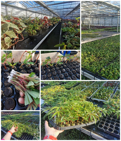 Nursery / Plant Collection Open Day - Saturday 12 April 2025