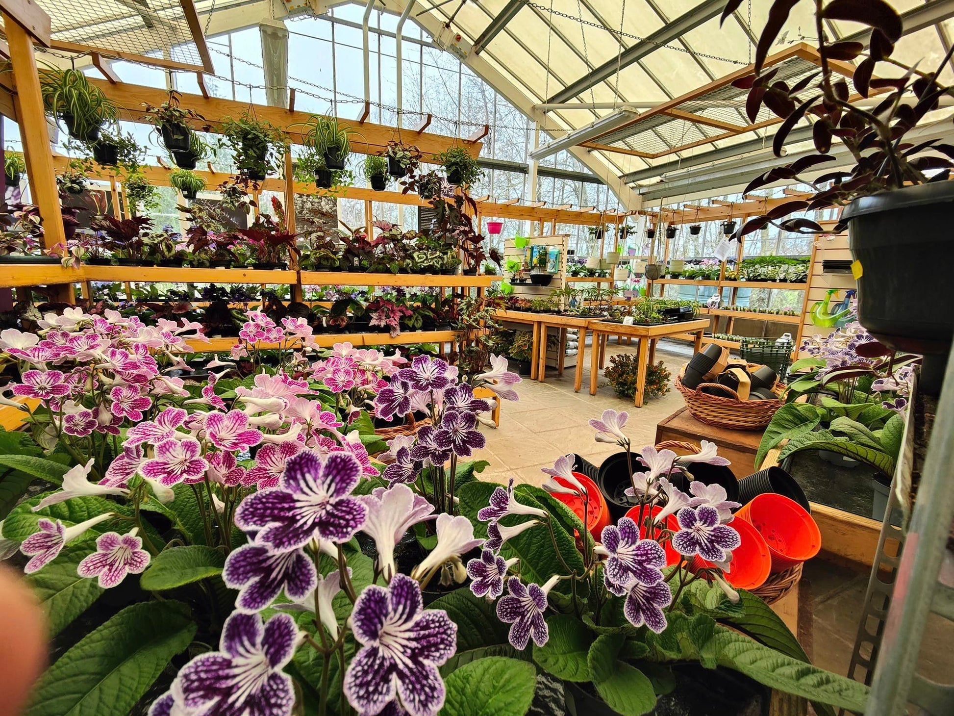 Streptocarpus Polka-Dot Purple - Dibleys