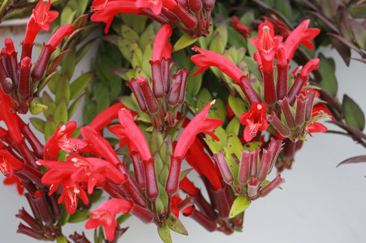 Aeschynanthus parvifolius