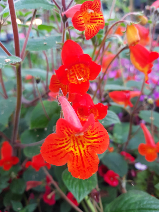 Achimenes pedunculata