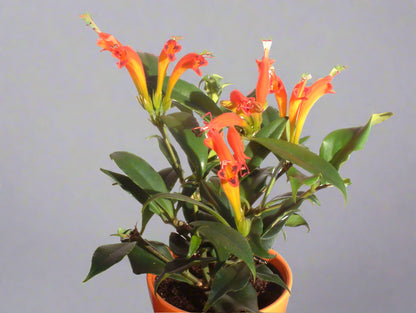 Aeschynanthus Speciosus