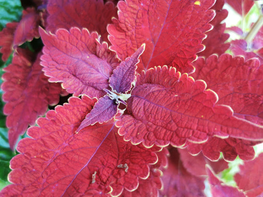 Solenostemon (Coleus) Angel of the North