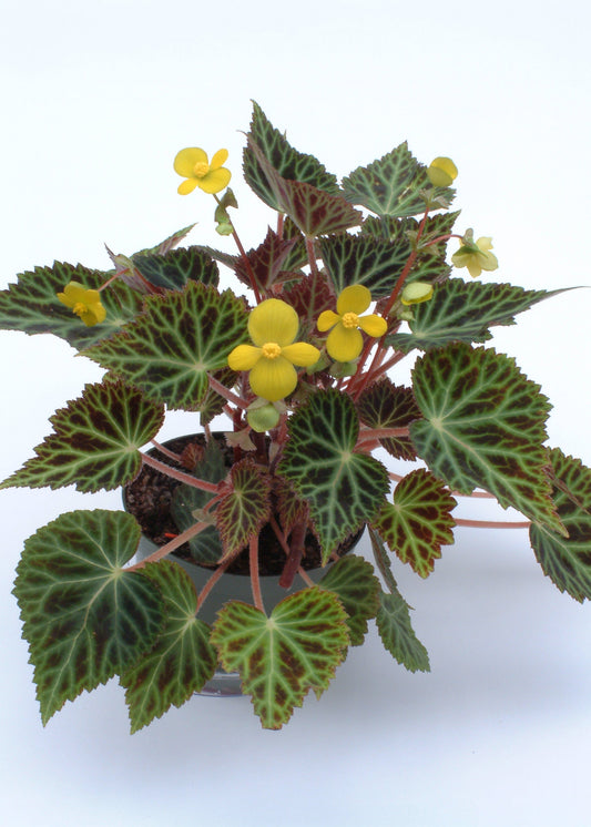 Begonia pearcei