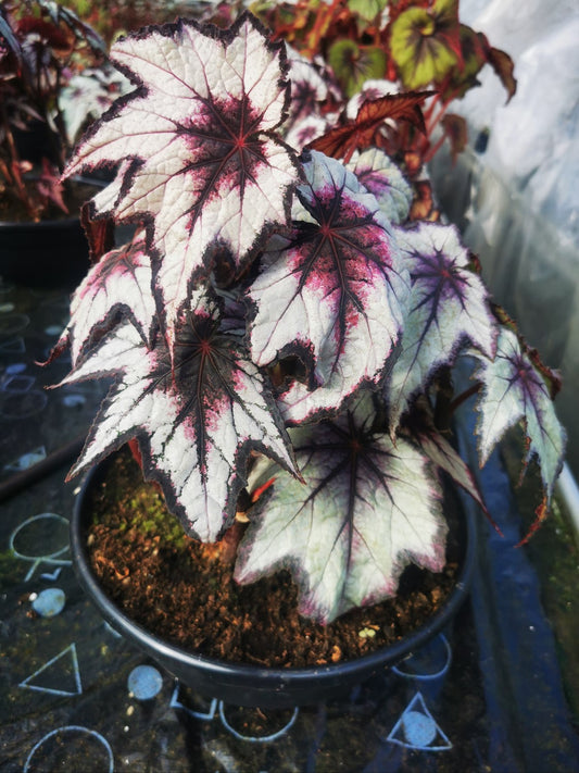 Begonia Dark Eyes