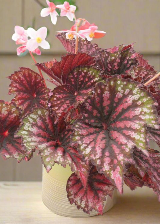 Begonia Star Bright