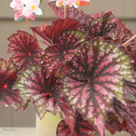 Begonia Star Bright