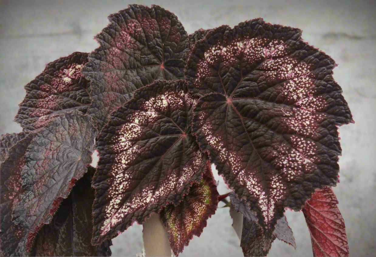 Begonia Black Knight