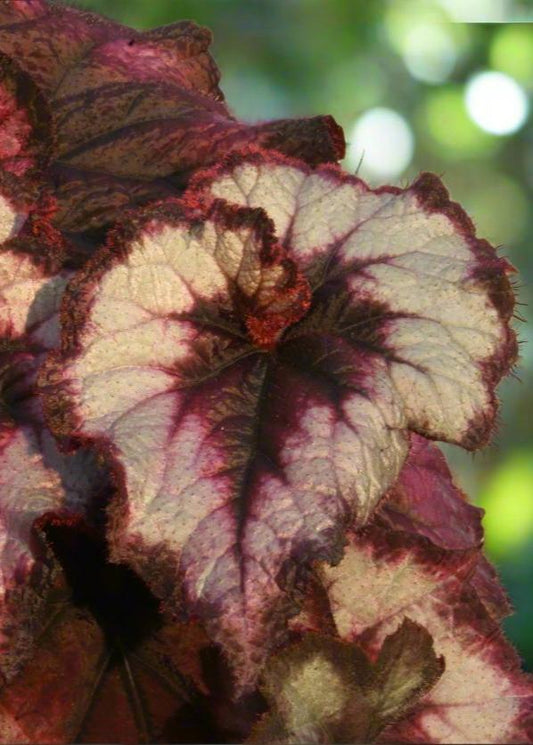 Begonia Blackberry Swirl