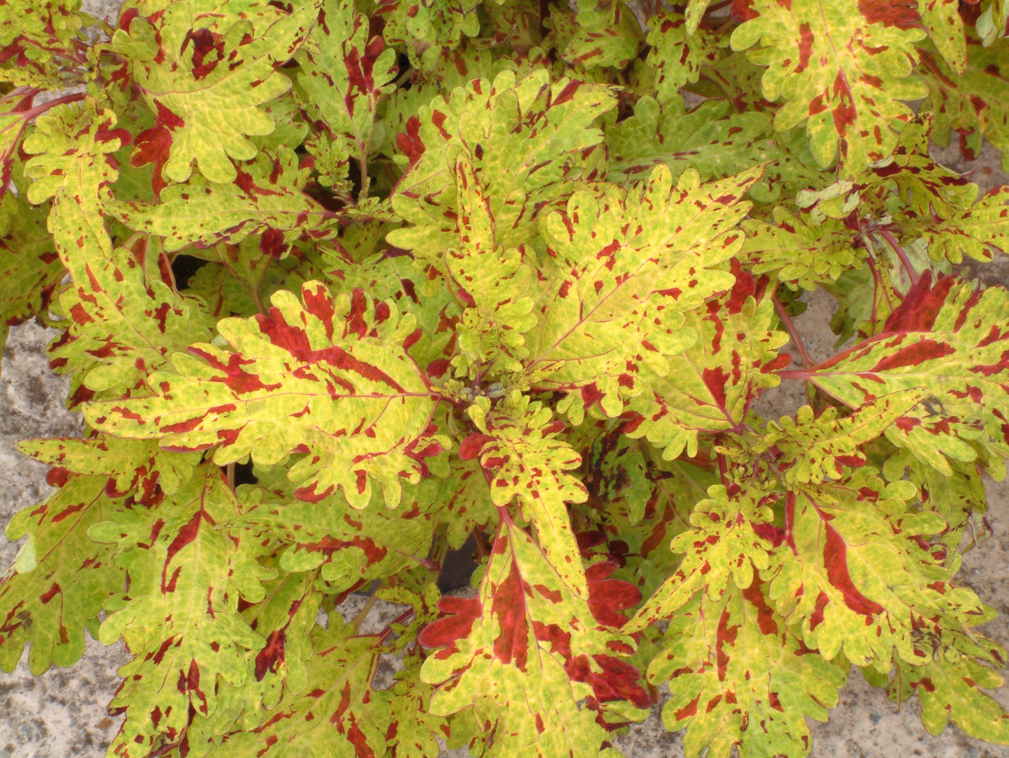 Coleus (Plectranthus) Pineapplette