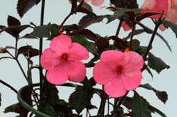 Achimenes Cascade Fashionable Pink