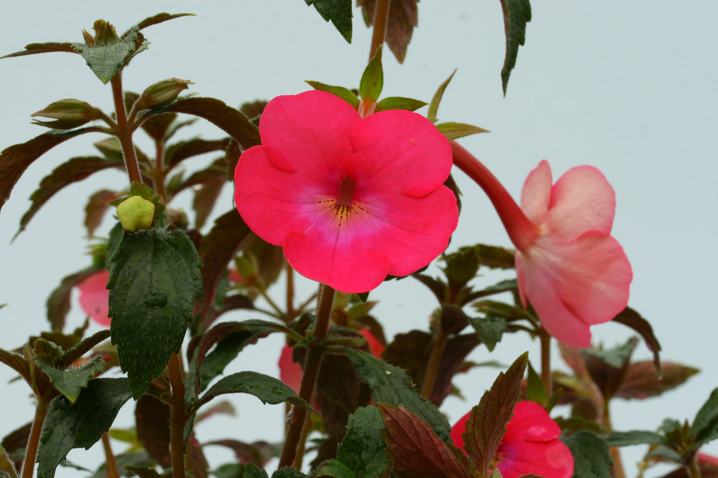 Achimenes Cascade Rosy Red