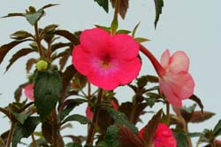 Achimenes Cascade Rose Red