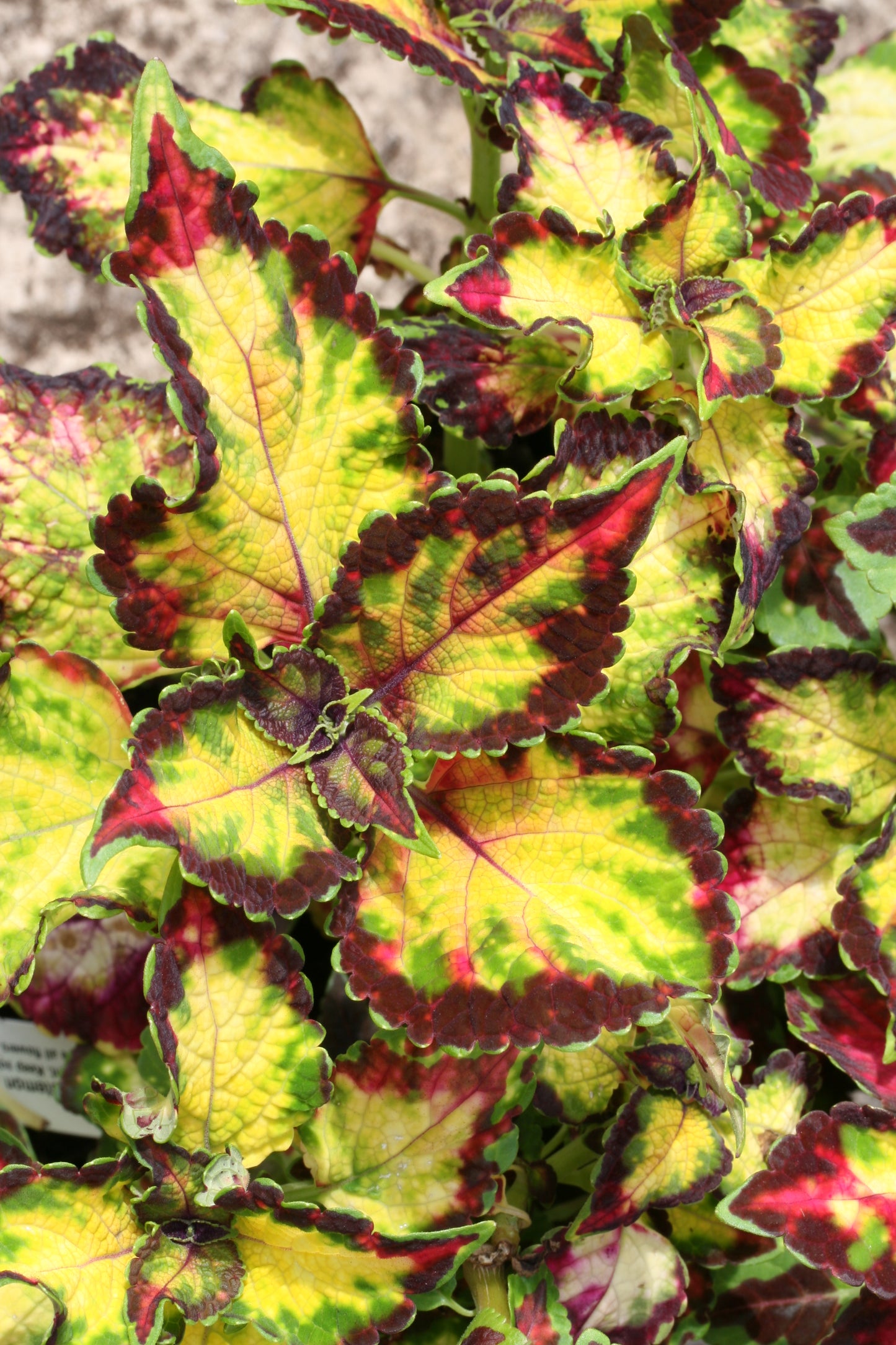 Coleus (Plectranthus) Chameleon