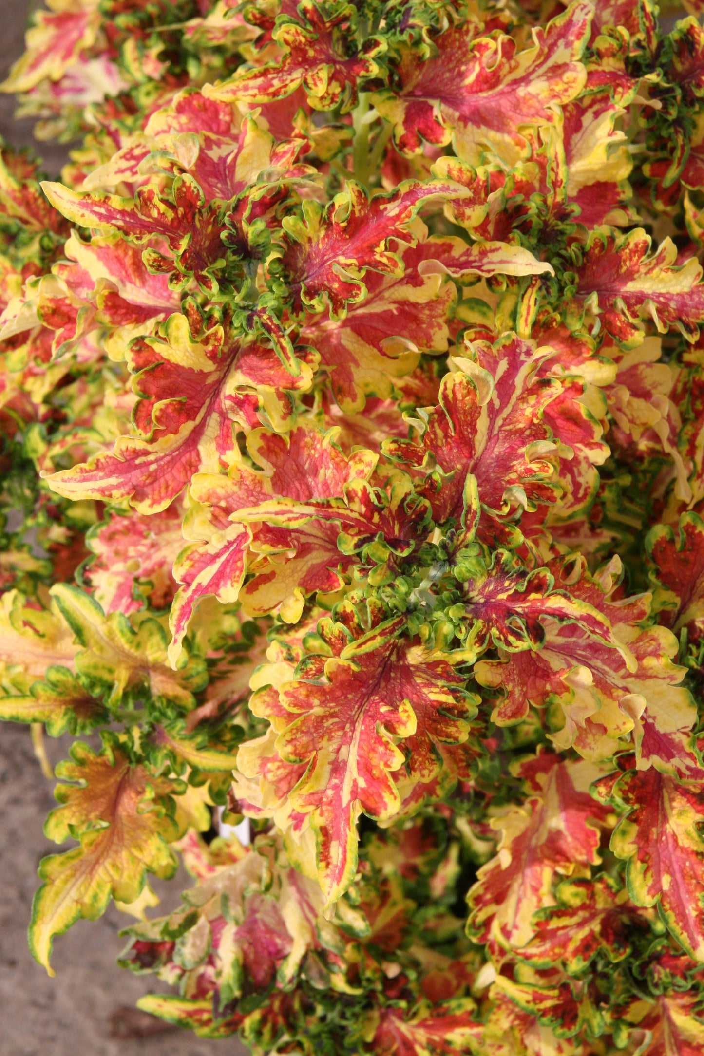 Coleus (Plectranthus) Durham Gala