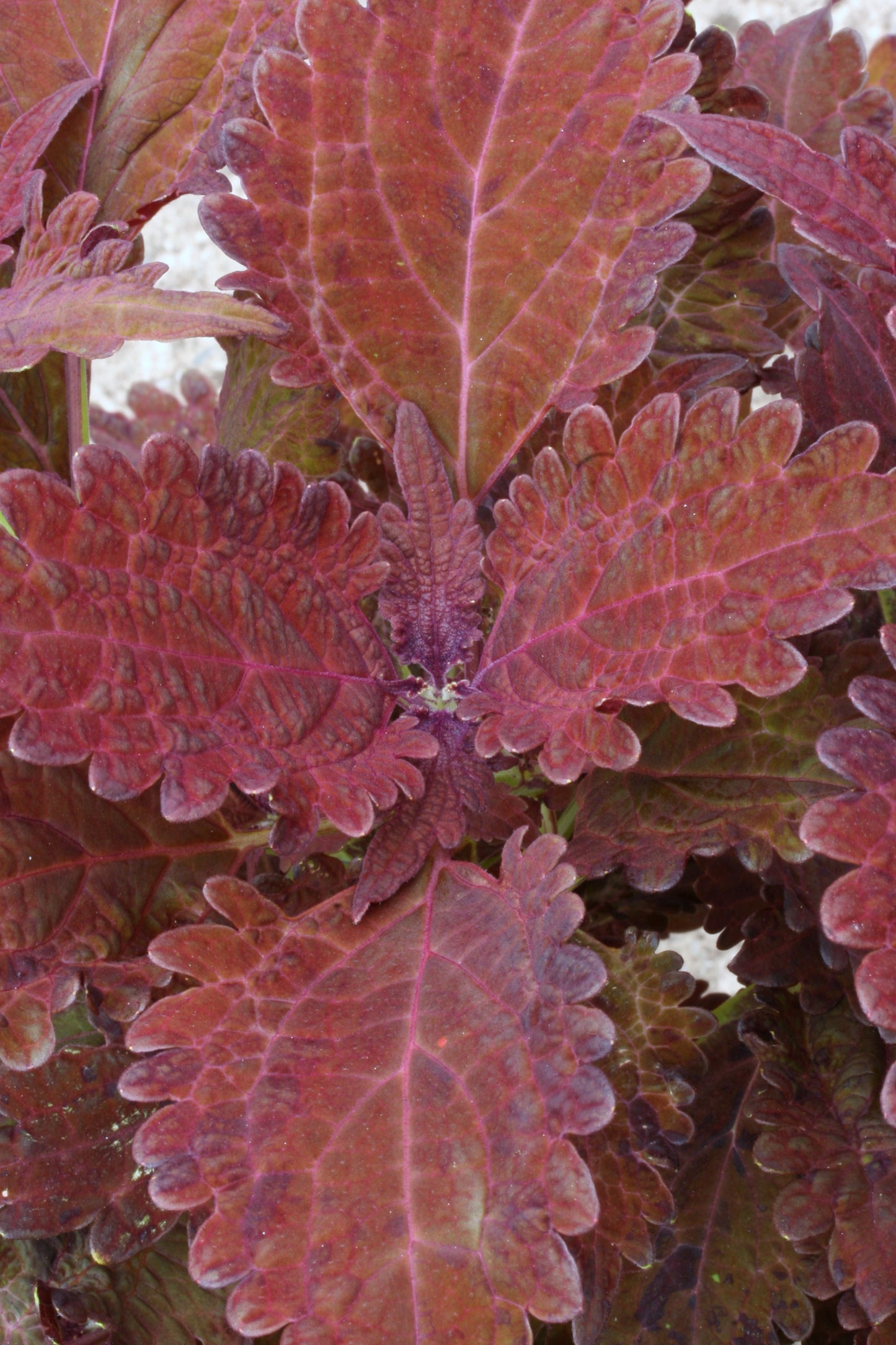 Coleus (Plectranthus) Juliet Quartermain