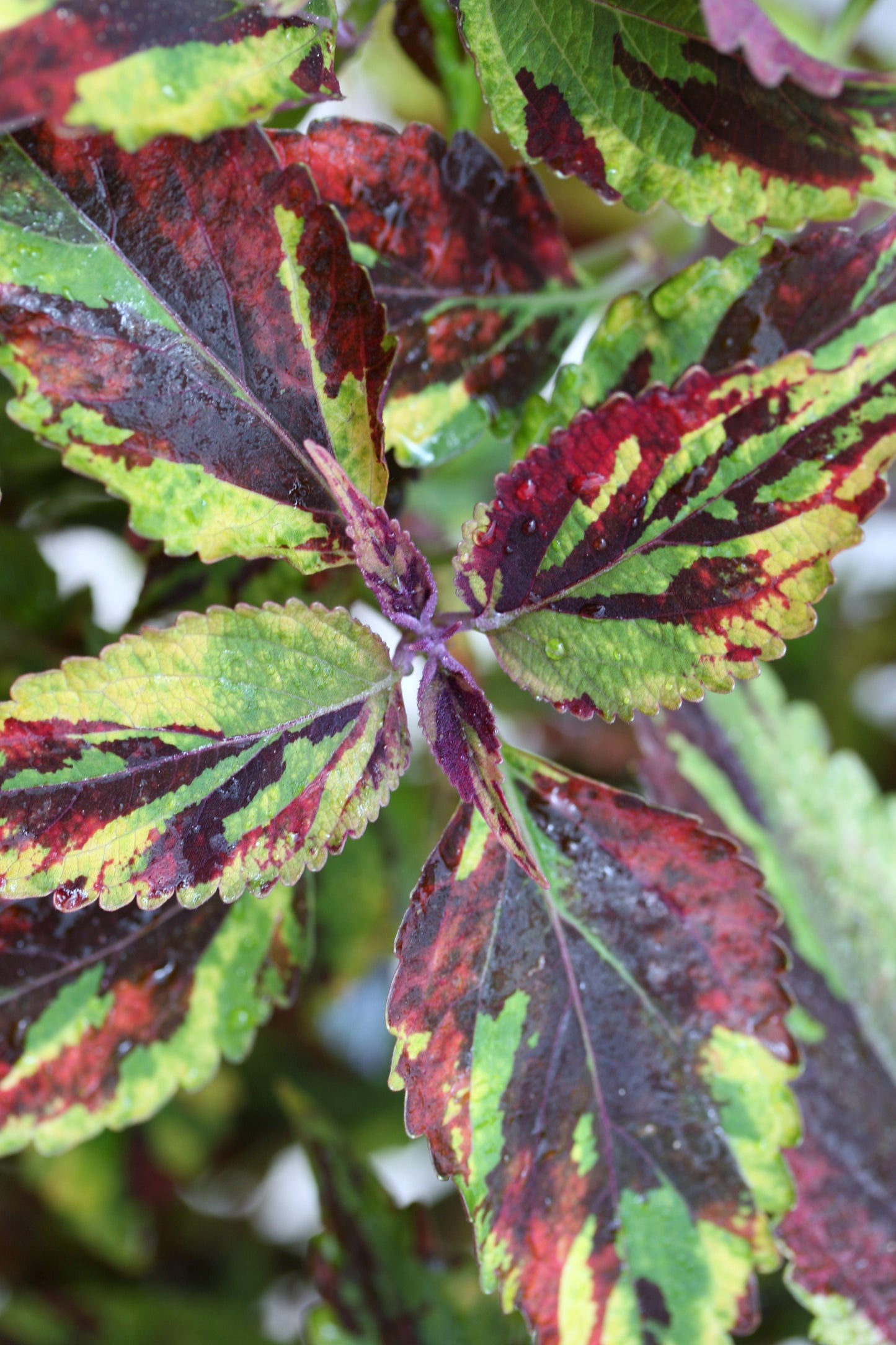 Coleus (Plectranthus) Combat