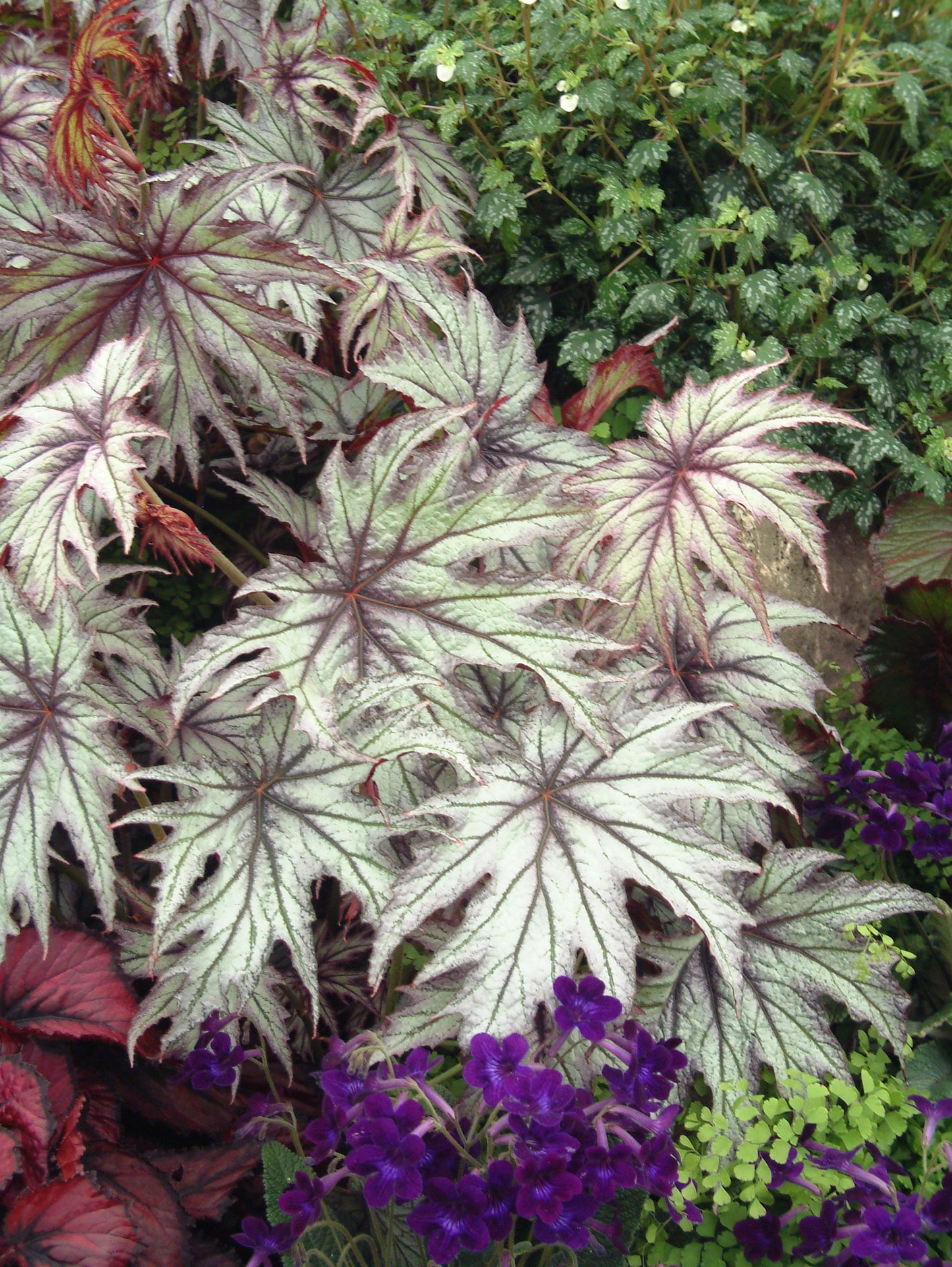 Begonia Connie Boswell