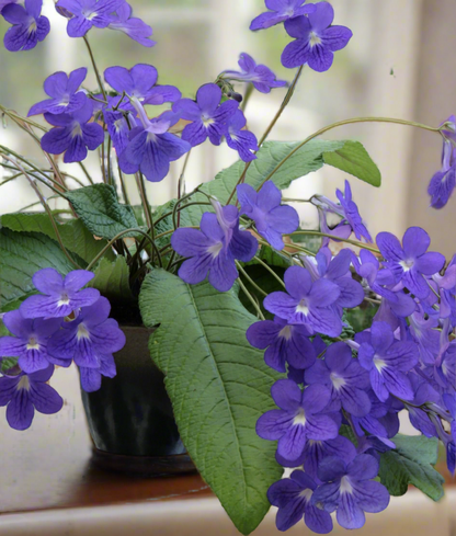 Streptocarpus Constant Nymph