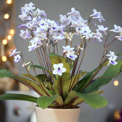 Streptocarpus Crystal Ice