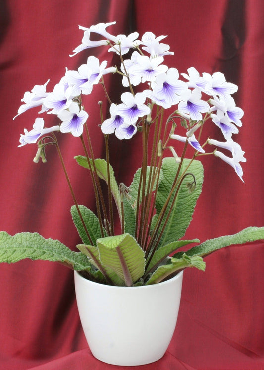 Streptocarpus Crystal Ice