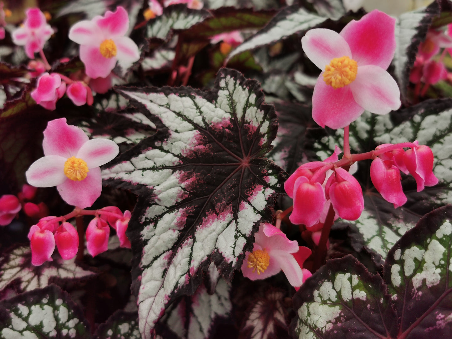 Begonia Dark Eyes