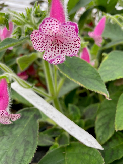 Kohleria Elvira