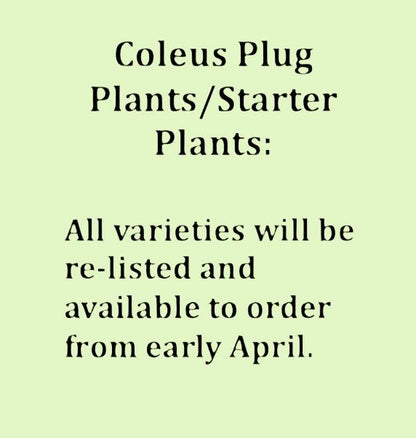 .Coleus Plug Plants/Starter Plants: All varieties will be re-listed and available to order from early April.