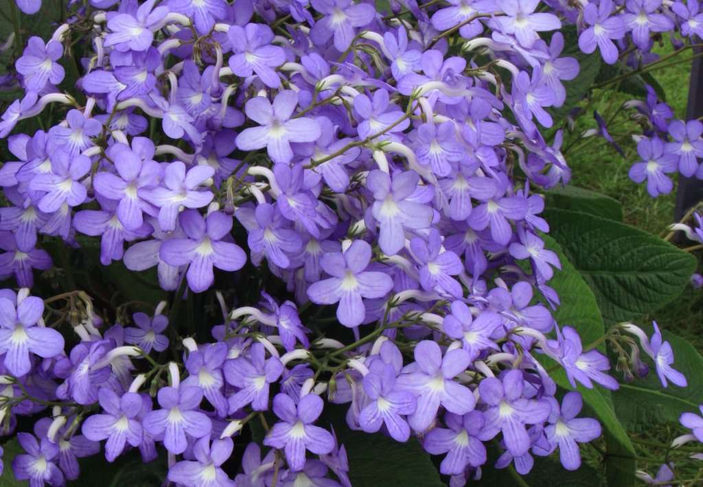 Streptocarpus Falling Stars