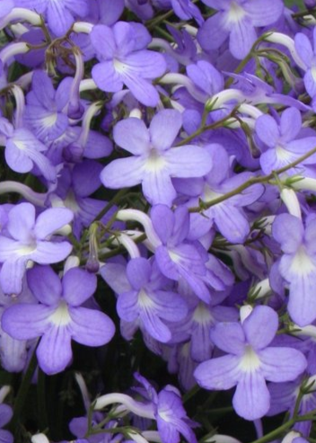 Streptocarpus Falling Stars