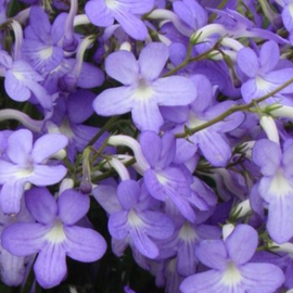 Streptocarpus Falling Stars