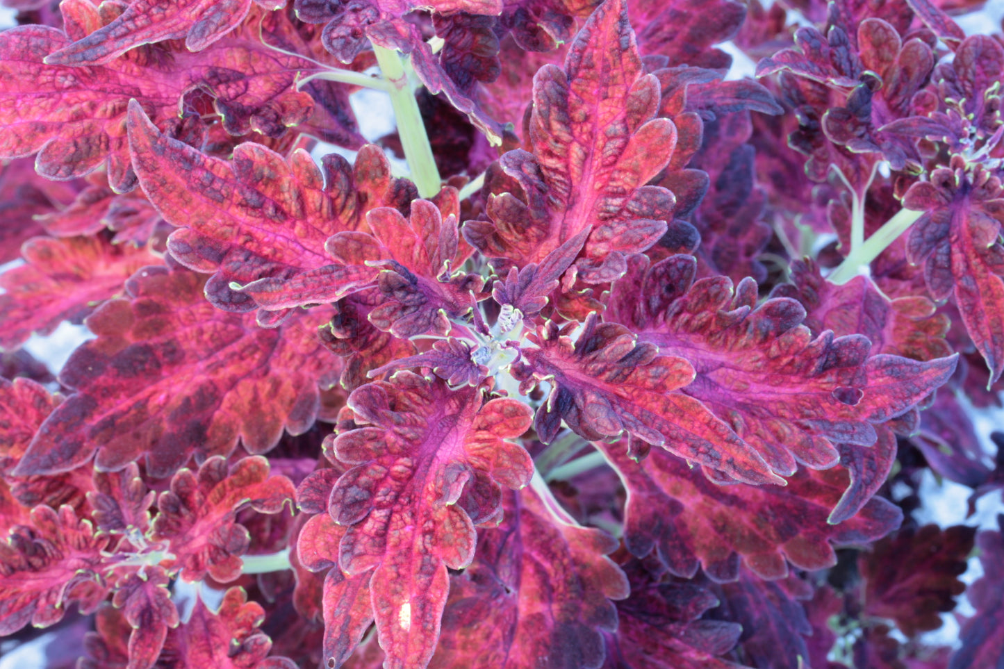 Solenostemon (Coleus) Firelight