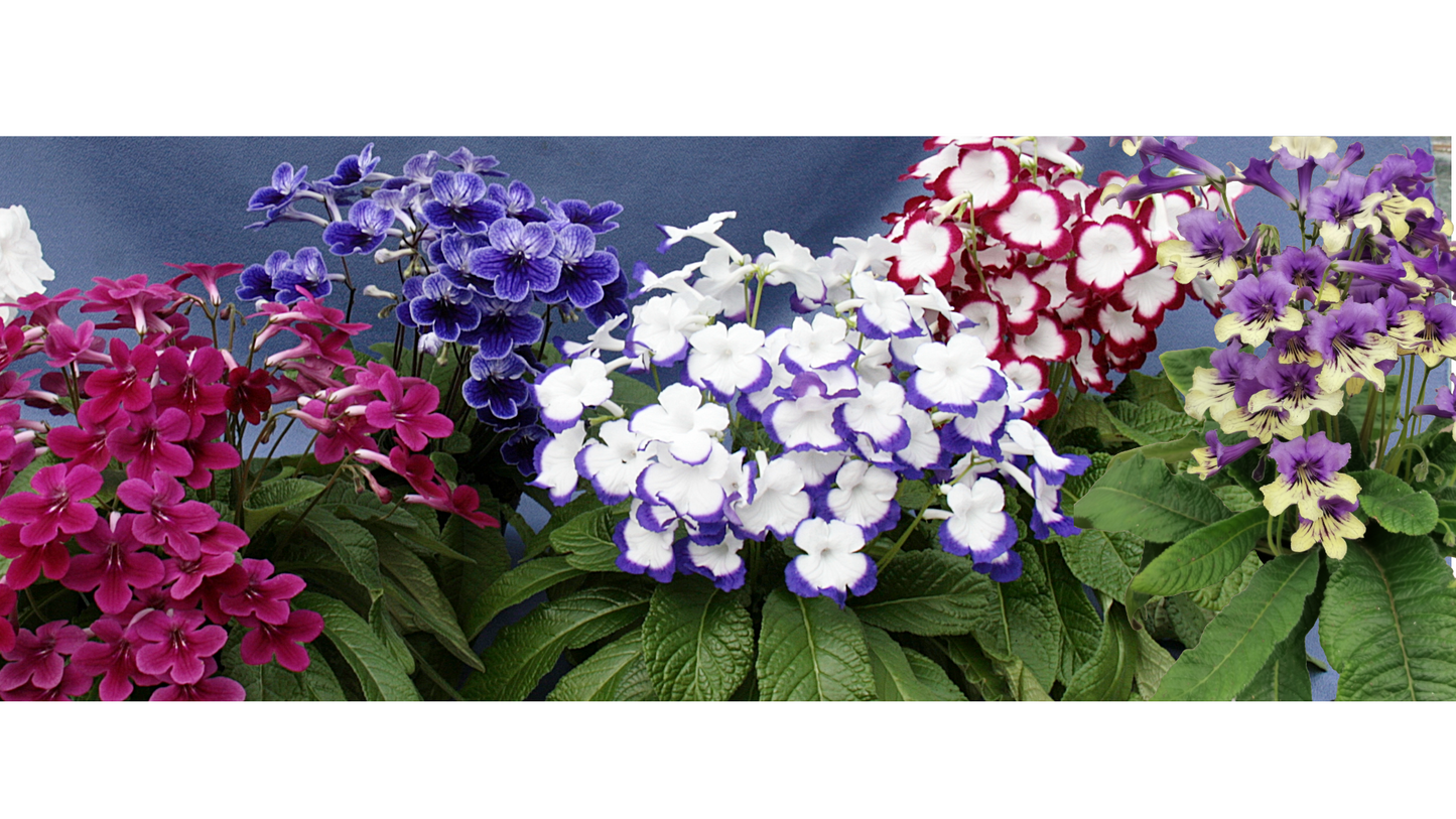 Streptocarpus Fleischle Collection A