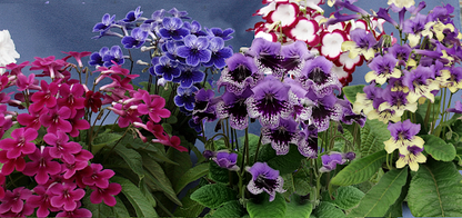 Streptocarpus Fleischle Collection A