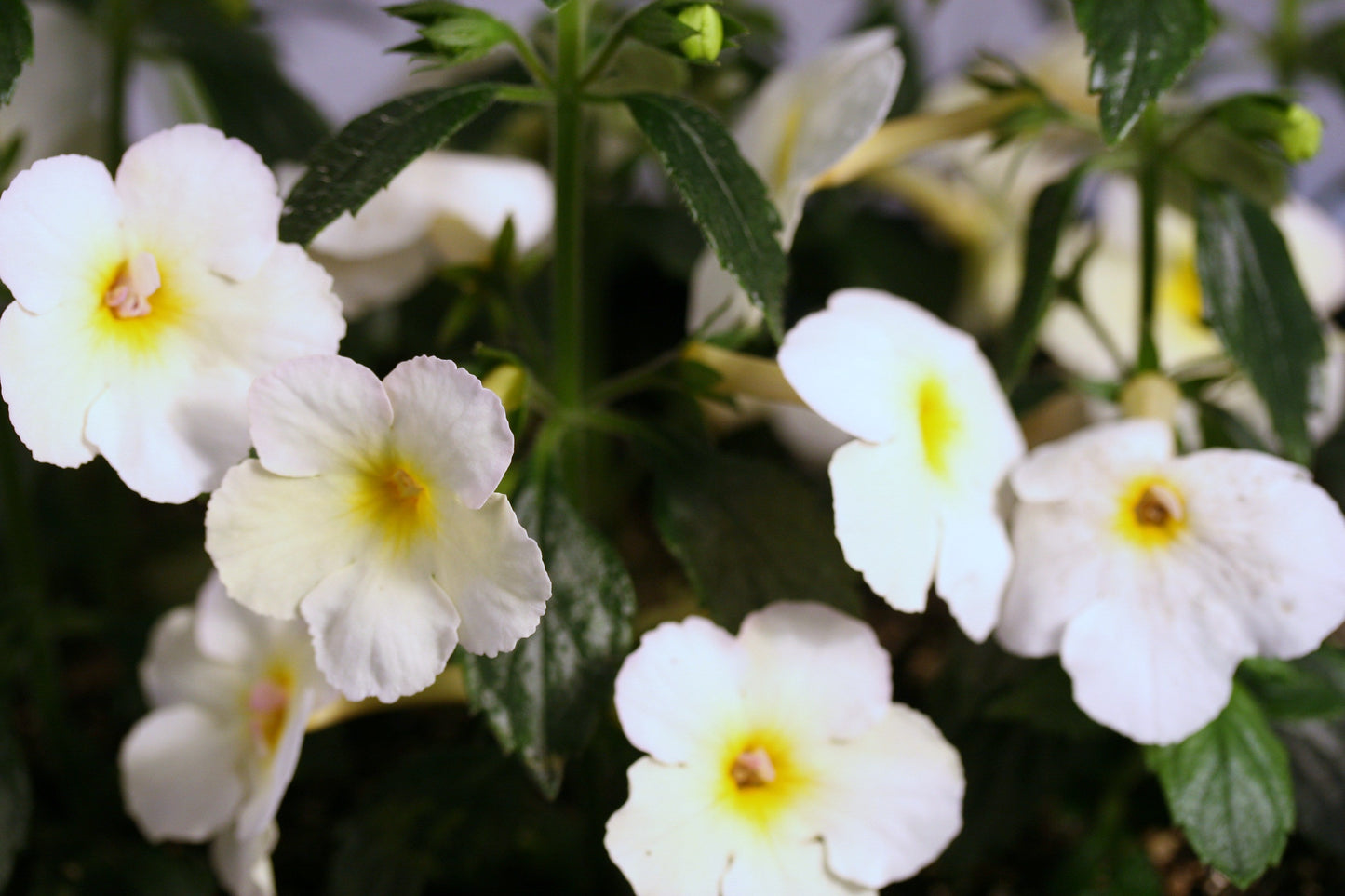 Achimenes Golden Butterfly