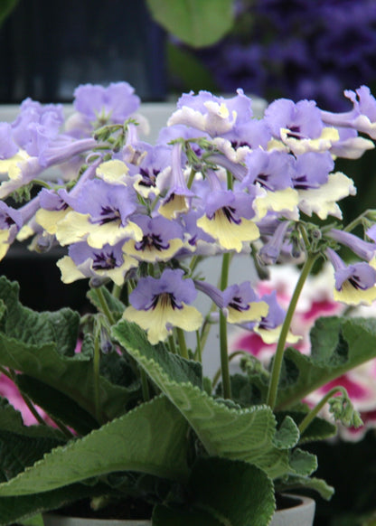 Streptocarpus Harlequin Blue - RHS Plant of the Decade