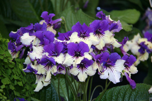 Streptocarpus Harlequin Delft