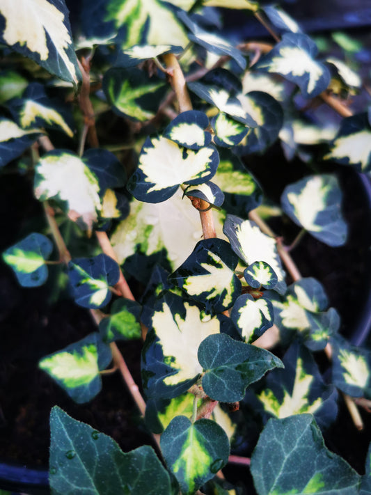 Hedera helix Goldheart