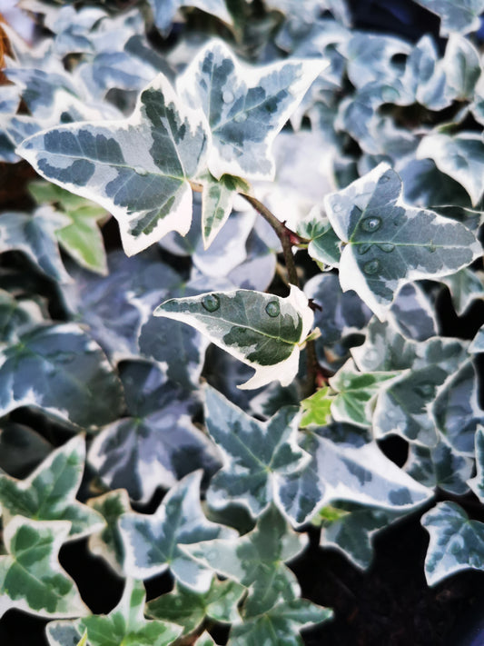 Hedera helix Kolibri