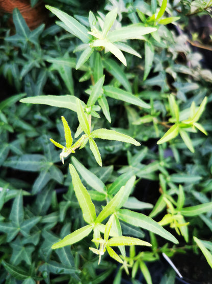 Hedera helix Marie Luise