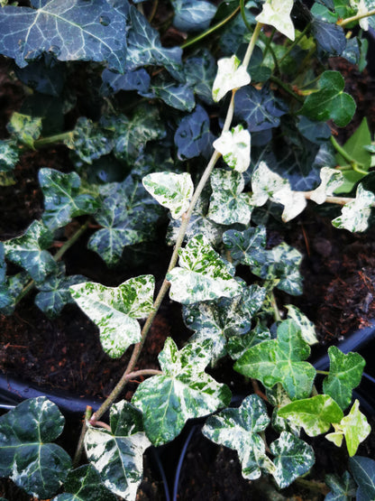 Hedera helix Minor Marmorata