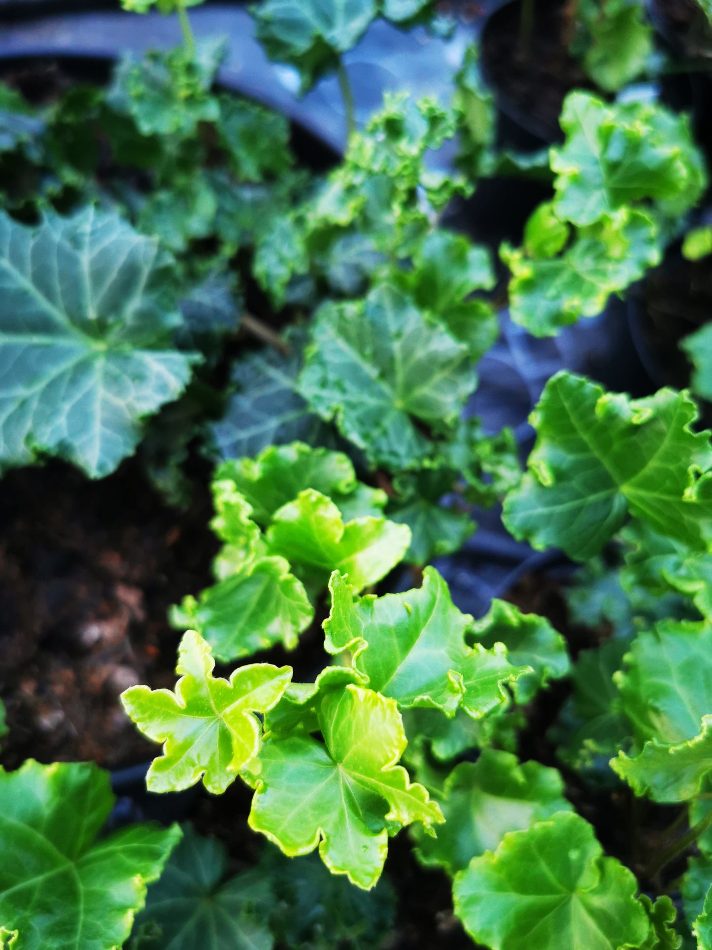 Hedera helix Parsley Crested