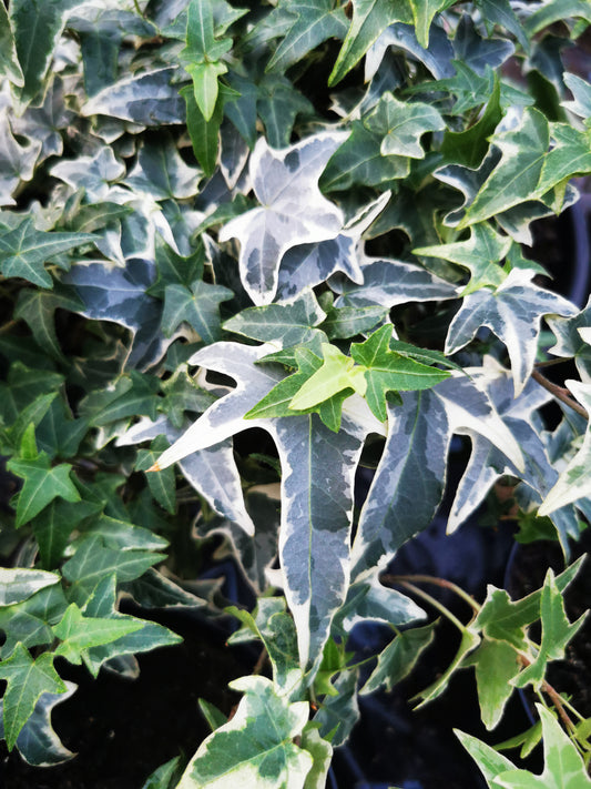 Hedera helix Silver King