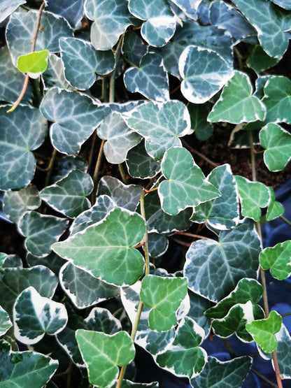 Hedera rhombea Variegata