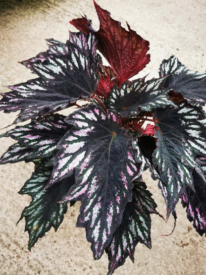 Begonia Helen Teupel