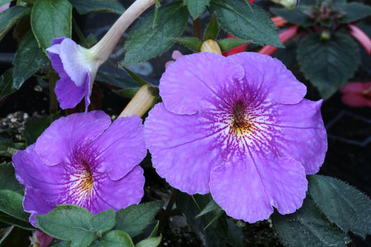 Achimenes Himalayan Purple