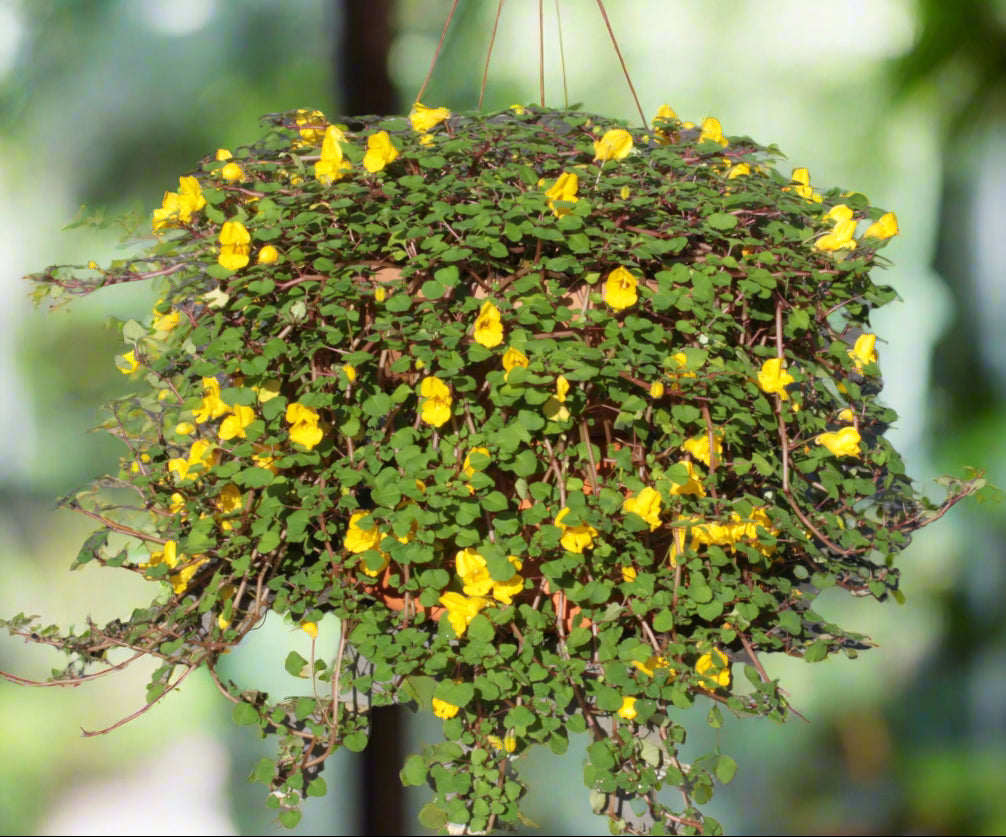 Impatiens repens