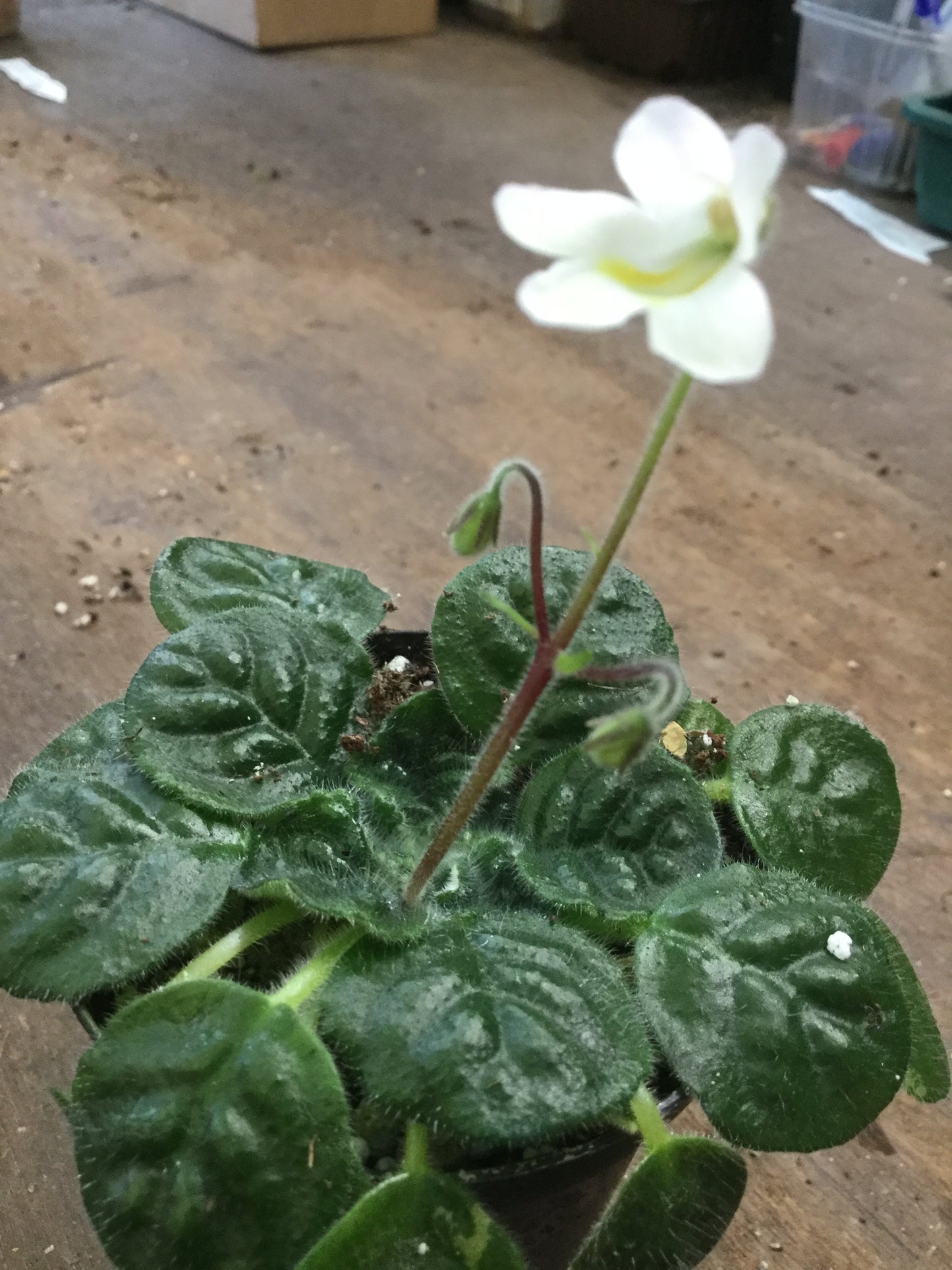 Petrocosmea Currant Bun