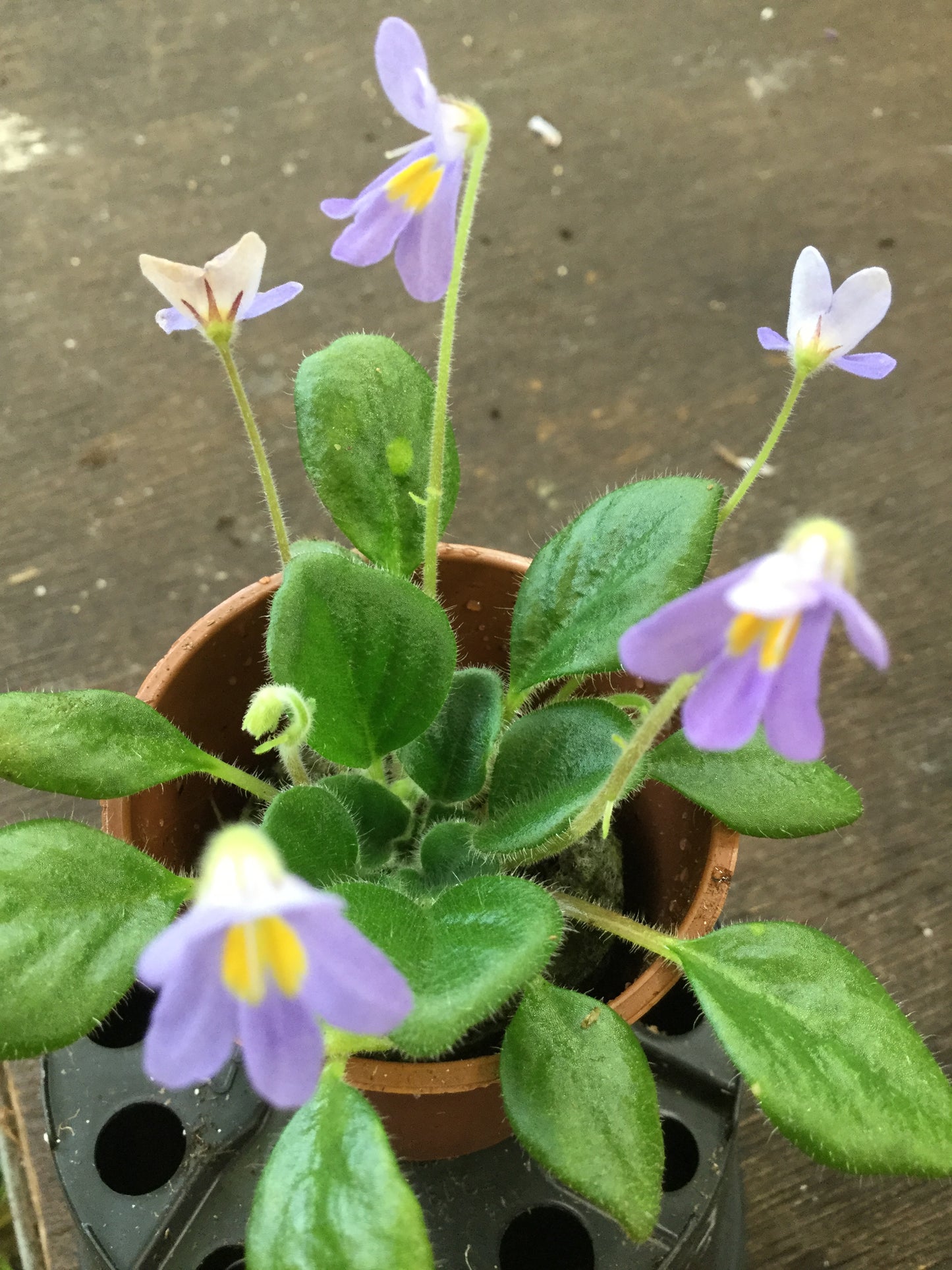 Petrocosmea Glasgow Kiss